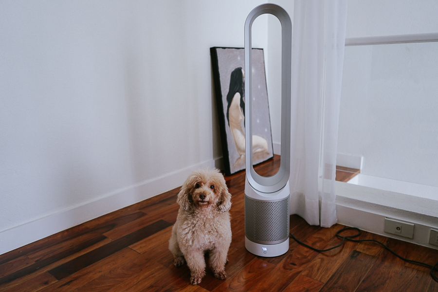 Image result for dogs and dyson fans