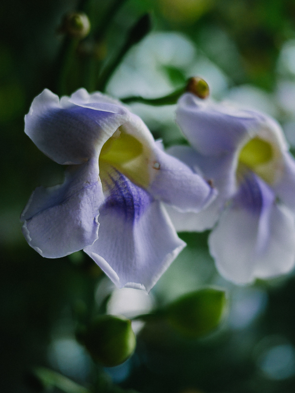 25 pool flower vertical