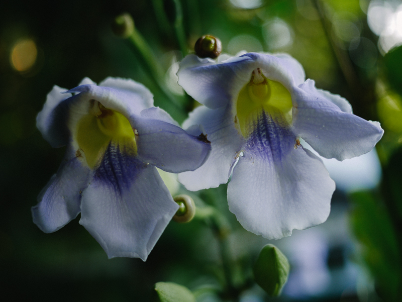 29 pool flowers