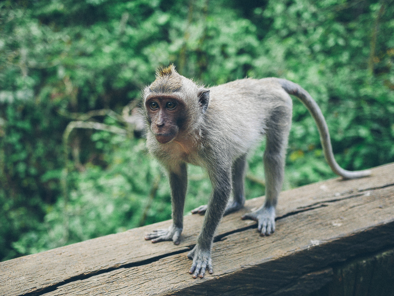 Monkey Forest Ubud best monkey photo