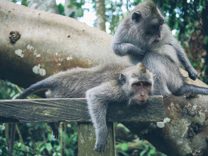 Monkey Forest Ubud monkeys 2