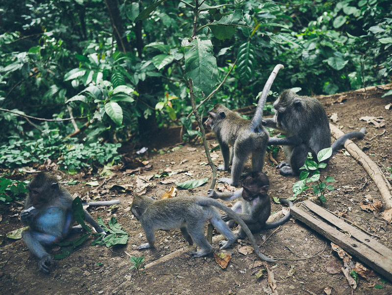 Monkey Forest Ubud monley family