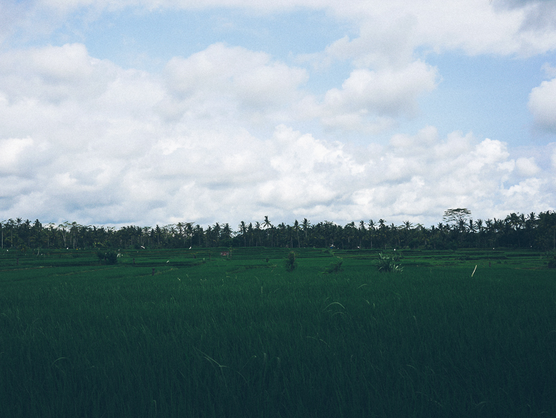 bike tour rice fields