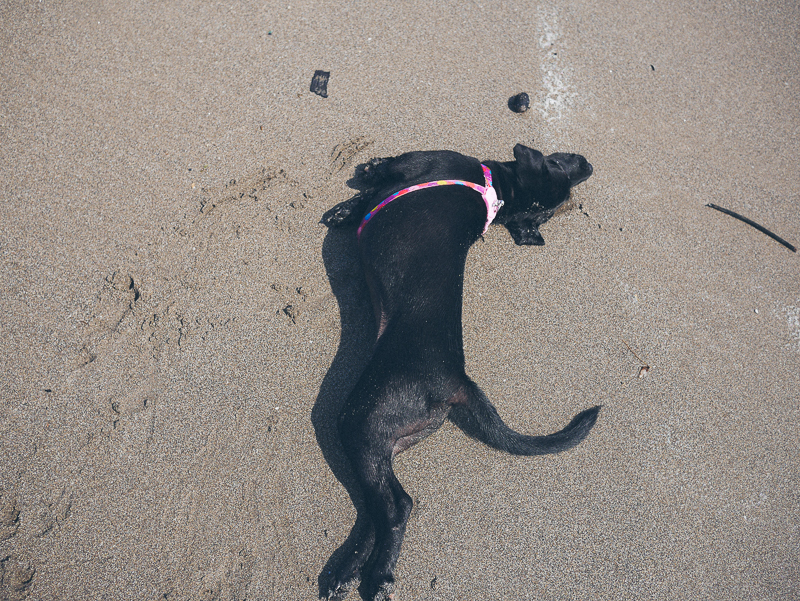 seminyak beach dog
