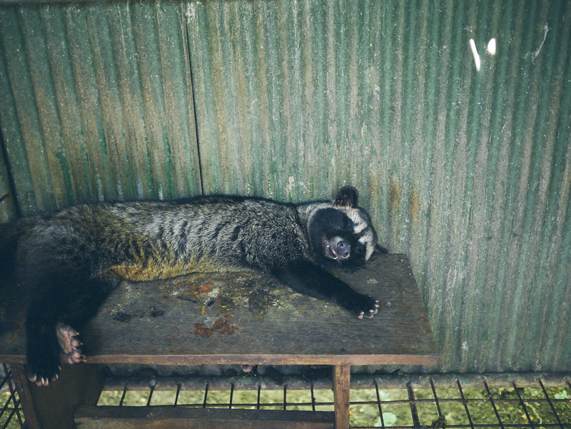 teba sari bali agrotourism coffee luwak in cage