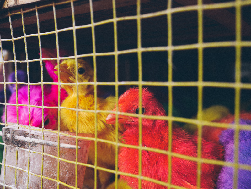 ubud market colored chicks